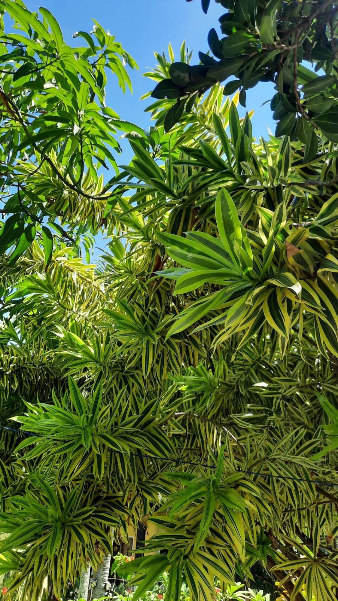 Solomon Beach Hotel Marawila Bagian luar foto